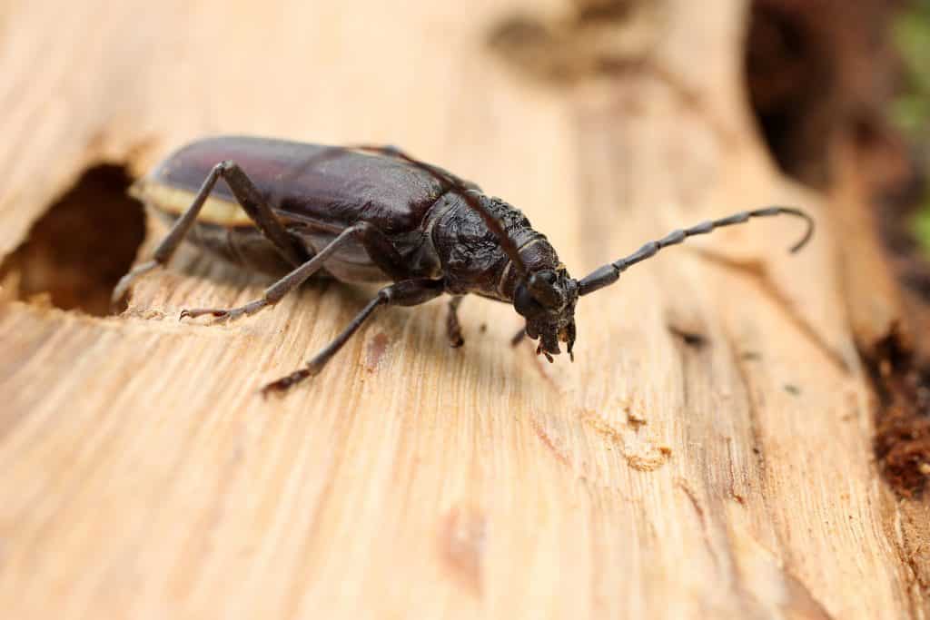 Traitement du bois contre les insectes xylophages