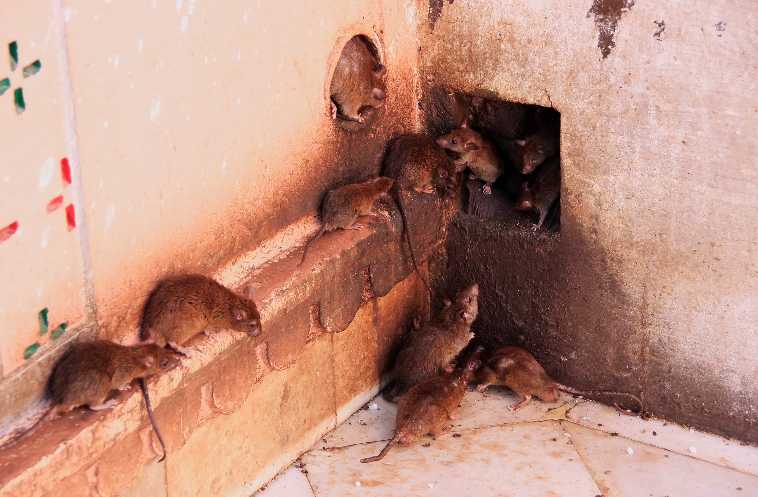 Batiments remplis de rats