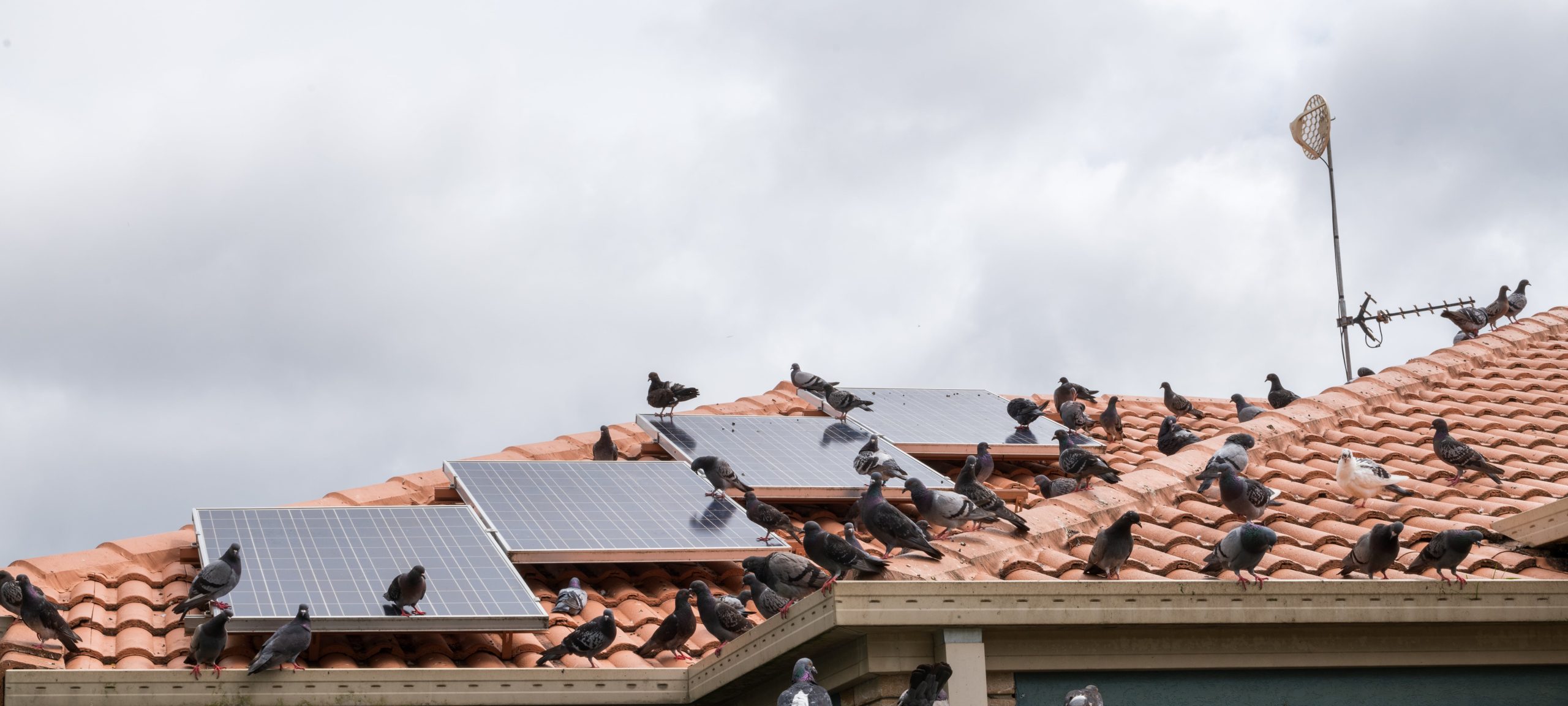 Une volée de pigeons sur un toit avec des panneaux solaire