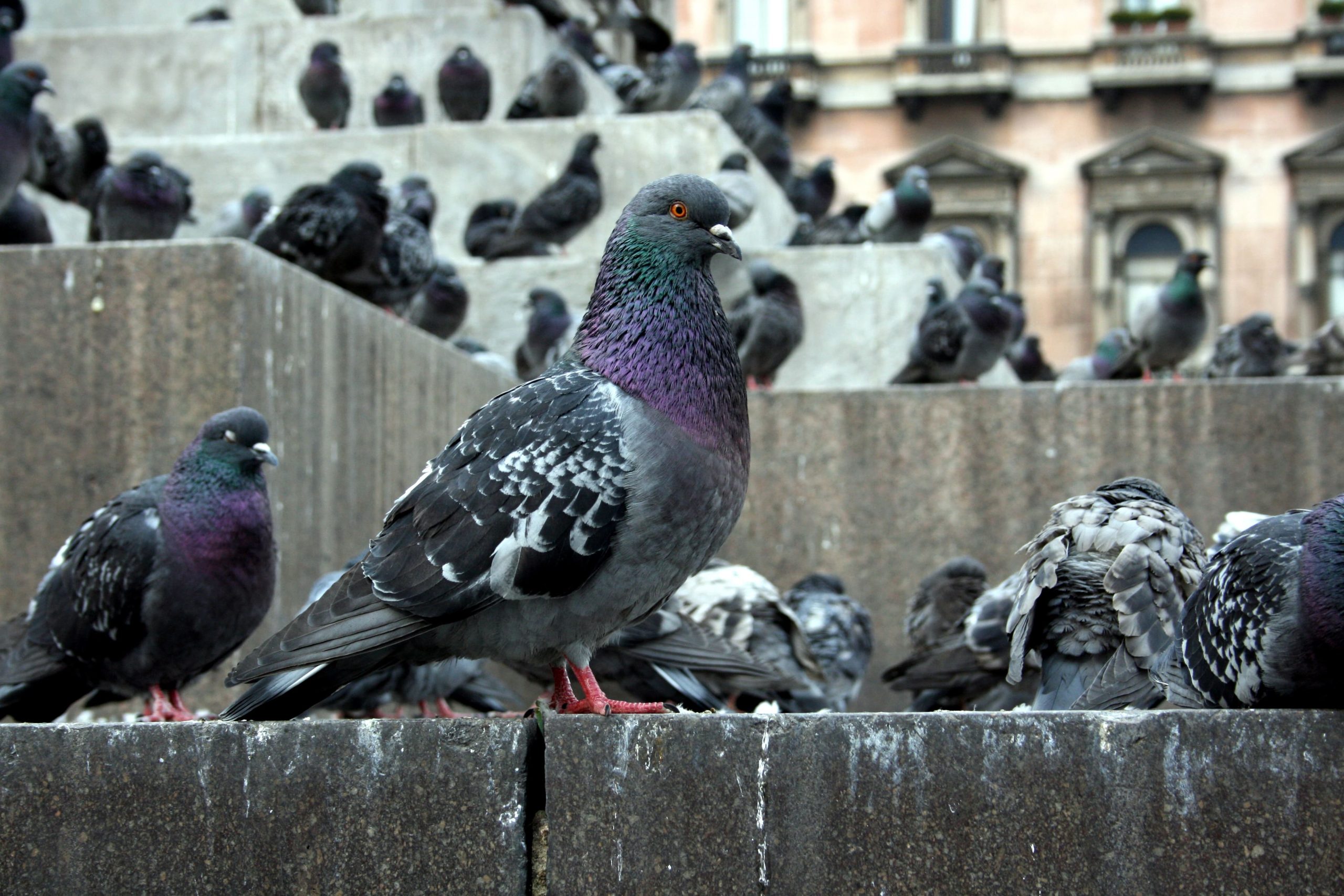 Une volée de pigeons
